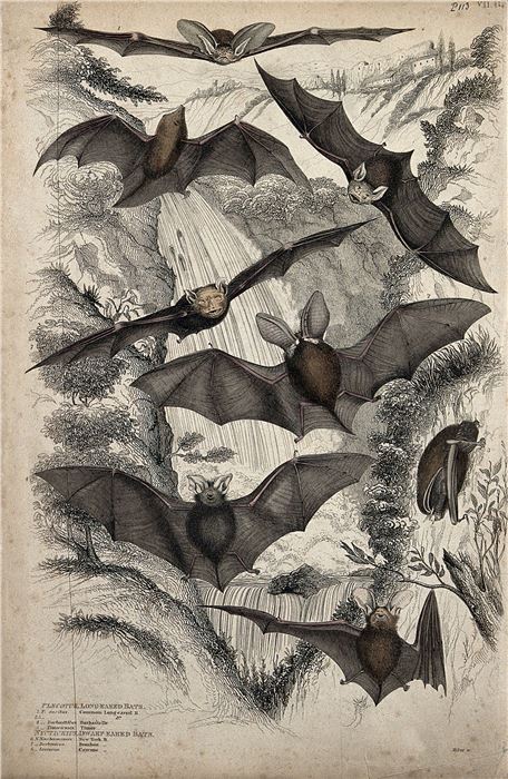 Eight different specimen of bats shown with spread and folded wings. Colored etching by S. Milne. Wellcome Collection. 
